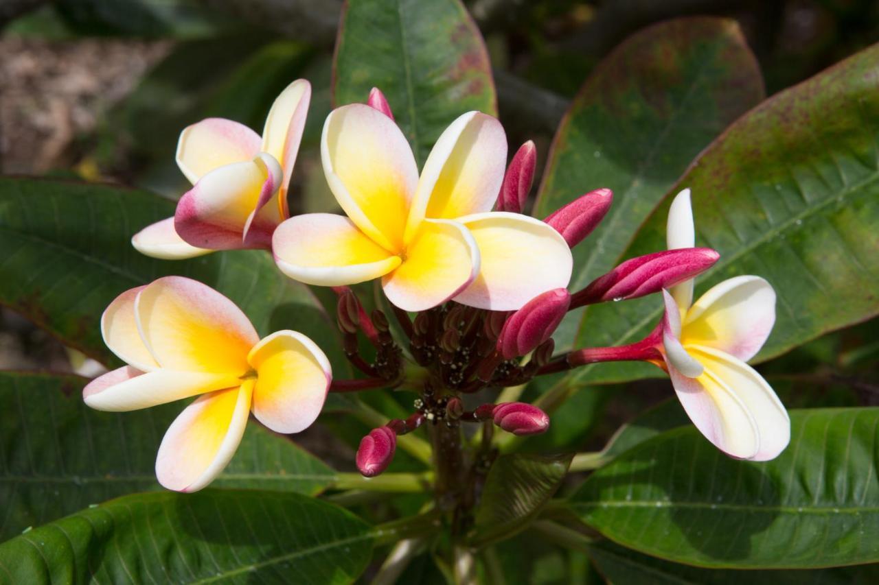 Kalaoa Banyan Tree Sanctuary Guest House מראה חיצוני תמונה