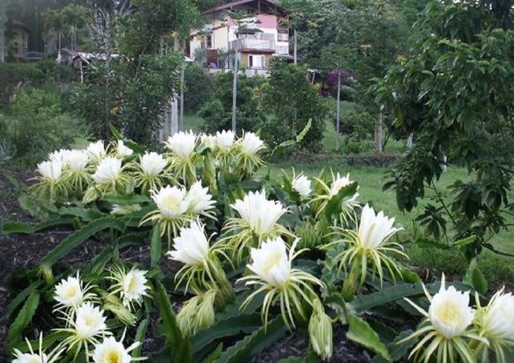 Kalaoa Banyan Tree Sanctuary Guest House מראה חיצוני תמונה